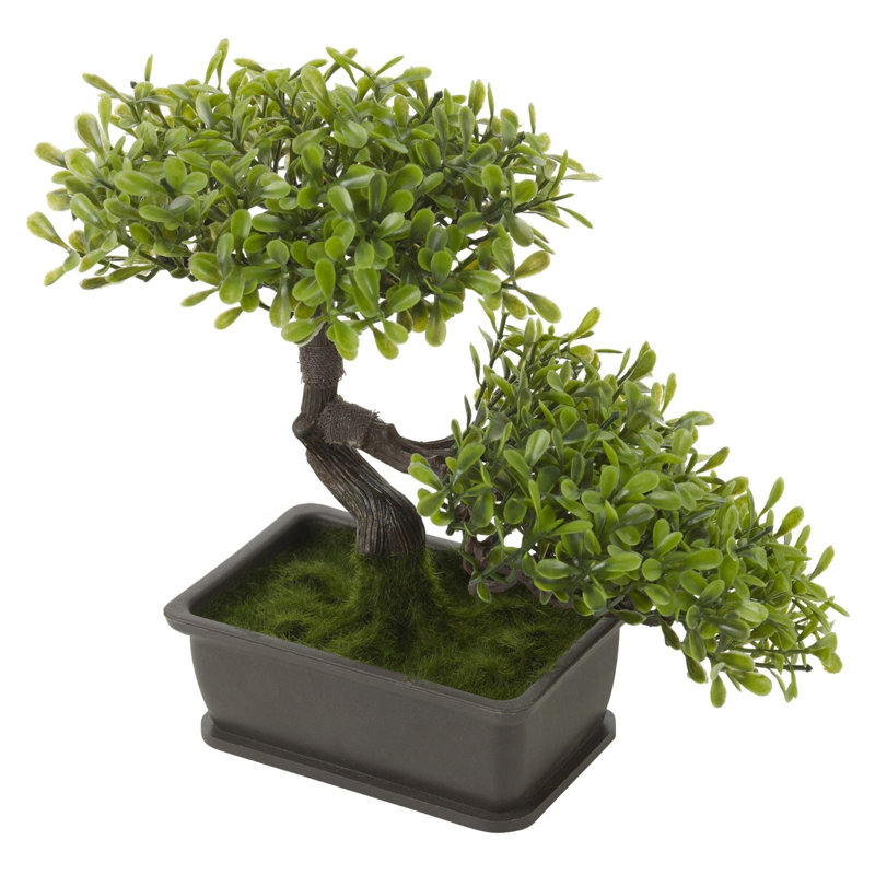 25cm Bonsai Plant in Pot