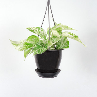 Live Marble Queen Pothos Plant in Hanging Pot