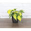 Live Brazil Philodendron Plant in Classic Pot-49662238