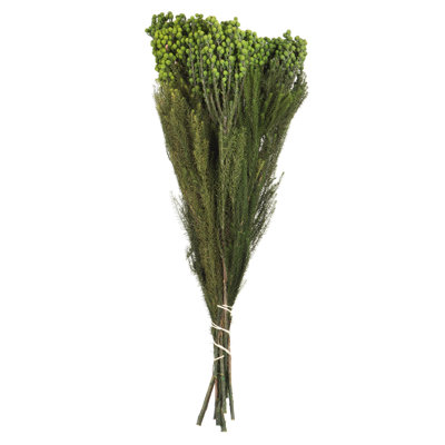 12'' Plant