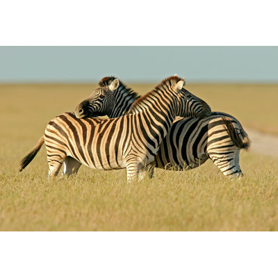 " Plains Zebras " by Ecopic