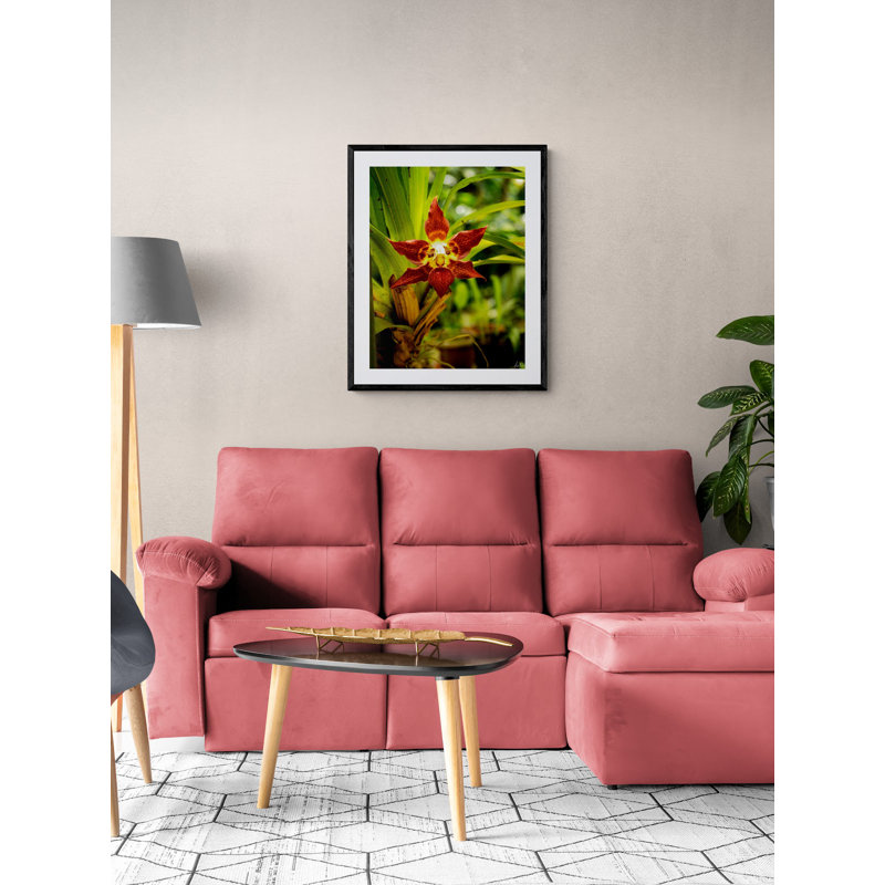 Red Face Orchid Print by Tom Kostes, 31.25" H x 25.25" W, Black Framed Paper