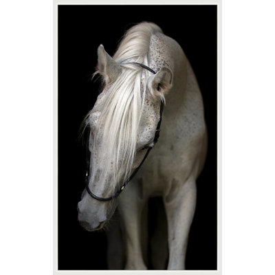 Pasha by Lillian August - Photograph on Canvas