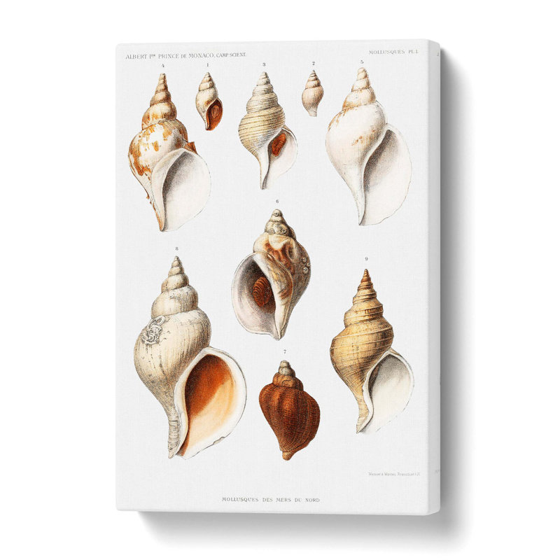 Conch Shells - Wrapped Canvas Painting, 50 cm H x 35 cm W