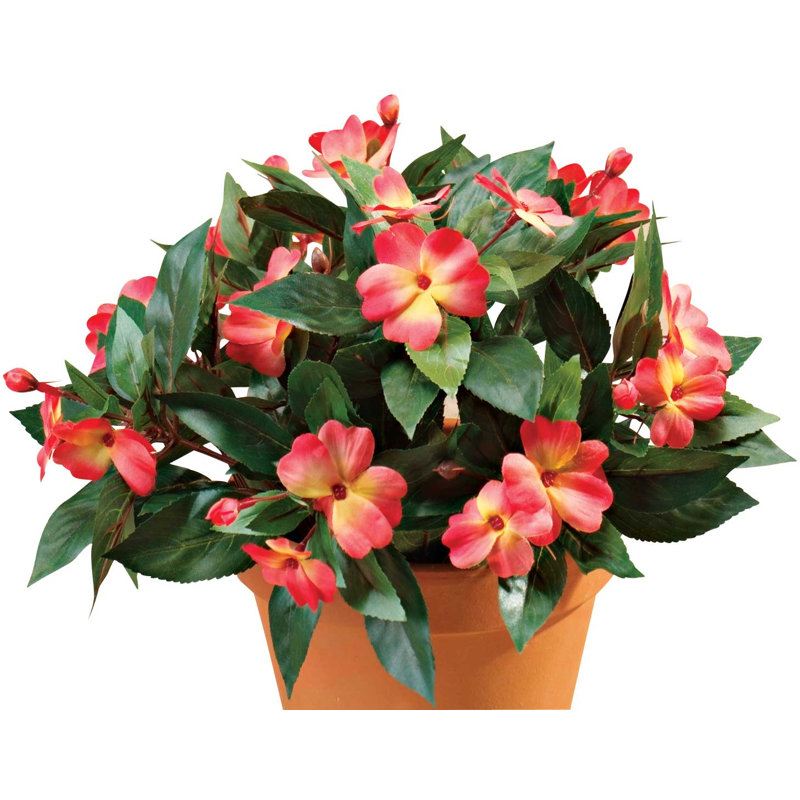 OakRidge Impatiens Bush, Orange
