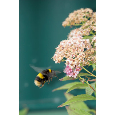 Bumblebee Flight - Wrapped Canvas Print