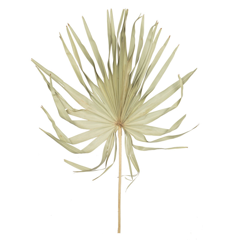 Palm Plant