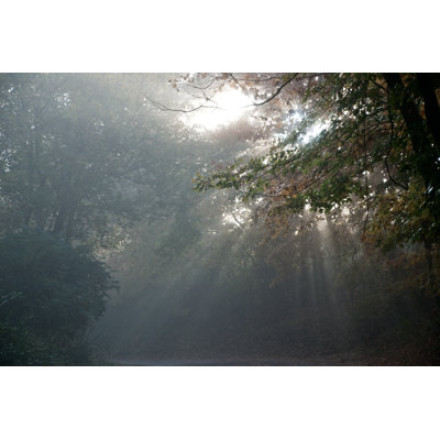 Foggy Forest - Wrapped Canvas Print