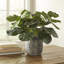 Faux Fiddle Leaf Fig Plant in Cement Planter
