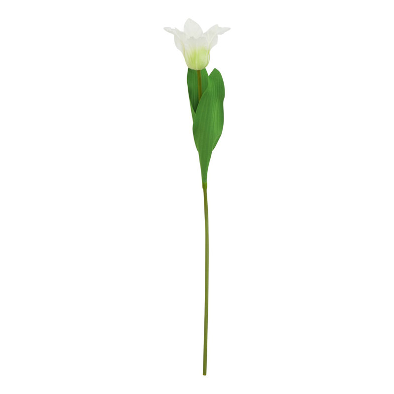 Anastasija Arrangement