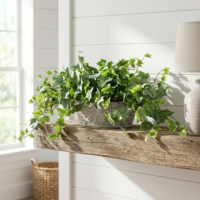 Lierre dans un vase décoratif en pierre