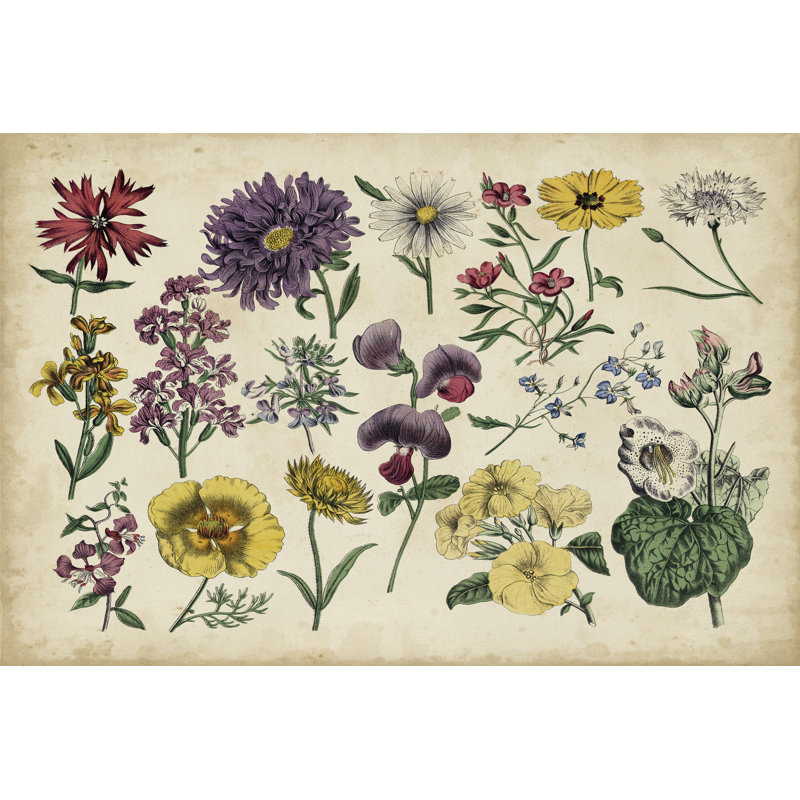 Antique Botanical Chart IV - Wrapped Canvas Graphic Art, 30cm H x 46cm W x 3.8cm D