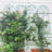 Rustproof Iron Trellis Elegant Design For Versatile Garden Use