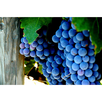 Bunch of Grapes 1 Piece Wrapped Canvas Wall Art
