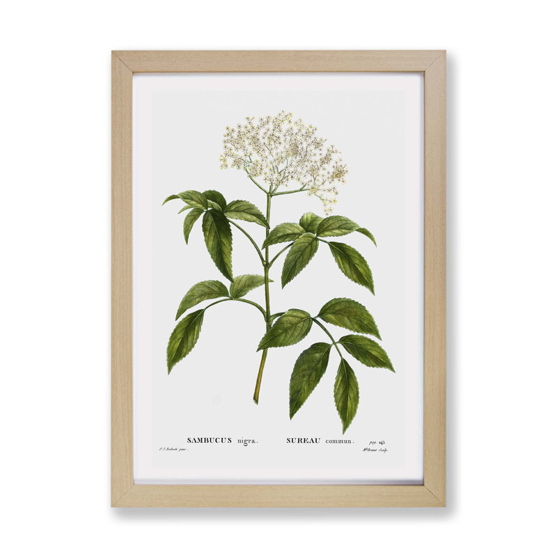 Elderflower Tree by Pierre-Joseph Redoute - Framed Print, Oak, 45cm H x 63cm W x 2cm D