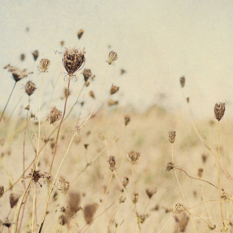 Falling Queen Annes Lace II Crop Sepia by Elizabeth Urquhart - Wrapped Canvas Print, 91cm H x 91cm W