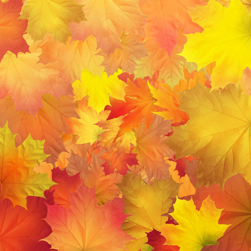 "Tenasia Autumn Leaves" sur toile par Writerfantast, impression, H 12 po x l 12 po x P 1,25 po
