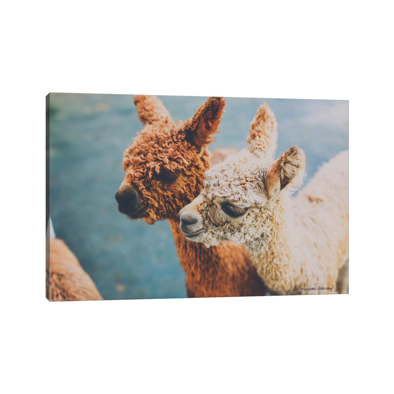 Baby Alpacas by Melissa Hanley - Wrapped Canvas Print, 66.04 cm H x 45.72 cm W x 1.91 cm D