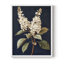 Série FLORAL CLVI - reproduction encadrée de qualité supérieure - prête à être accrochée - aucun clou requis-371584212-371584202