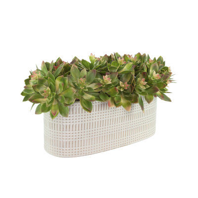 Succulentes Echeveria disposées dans un vase en céramique