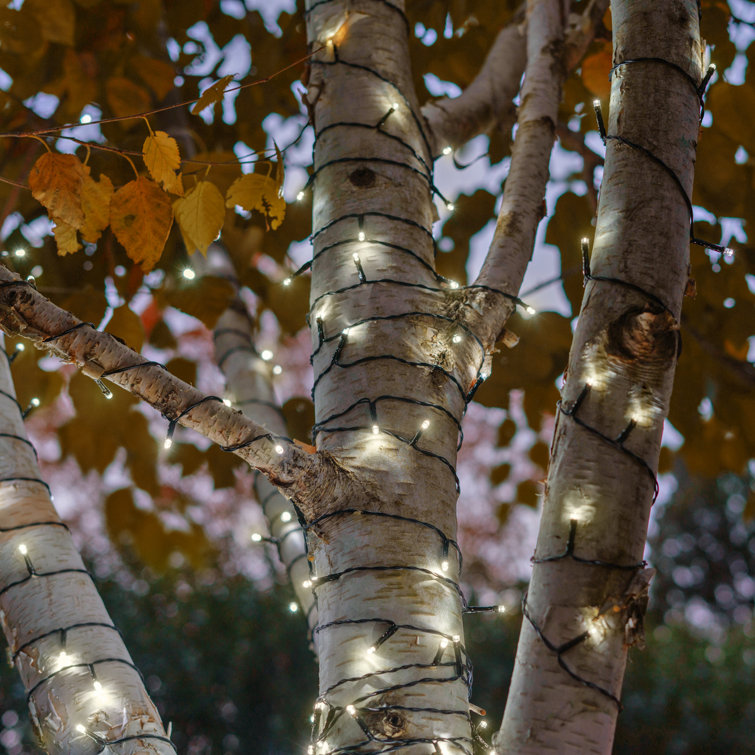 Shepparton 105' Outdoor LED Solar Powered 225 - Bulb Wide Angle LED Mini String Light