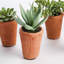 SUCCULENTS EN POT 8,5 po, ENSEMBLE DE 6