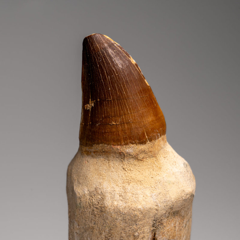 Genuine Mosasaur Tooth With Root From Morocco (217.6 Grams)