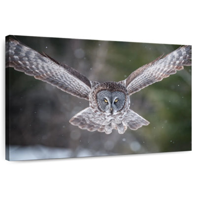 Hibou volant Brampt