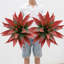 5.91cm Plant