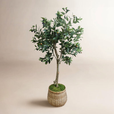 Sani 62" Olive Tree in Pot