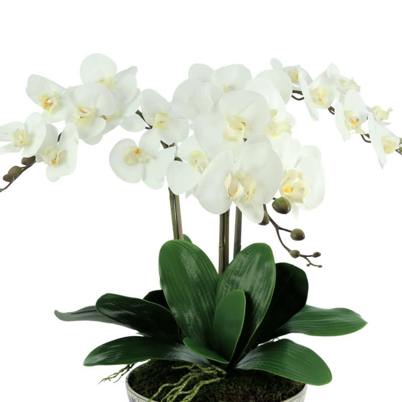 Arrangement floral orchidée phalaenopsis en pot