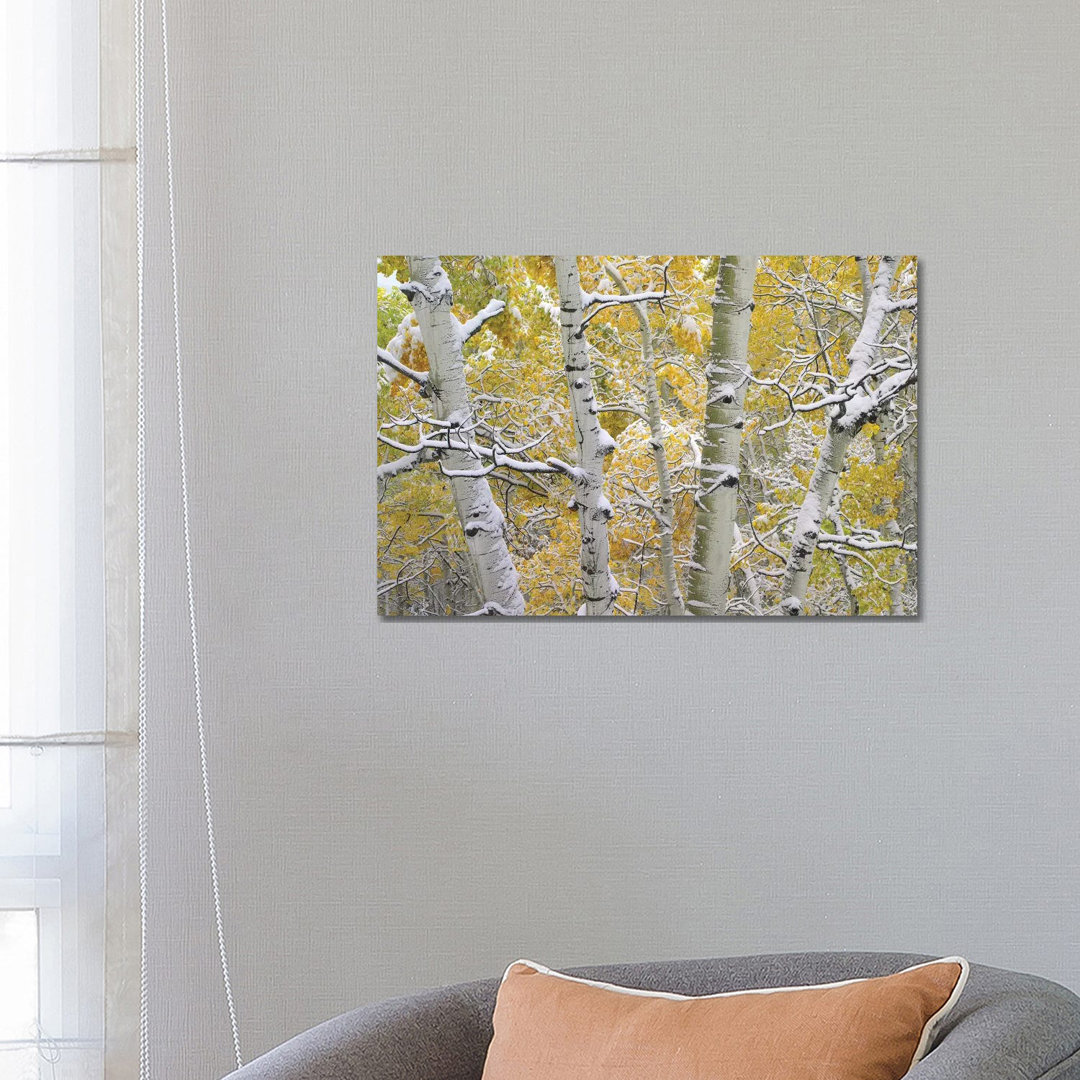 Quaking Aspen Trees Covered With Snow Near Kebbler Pass, Gunnison National Forest, Colorado II by Tim Fitzharris - Wrapped Canvas Print