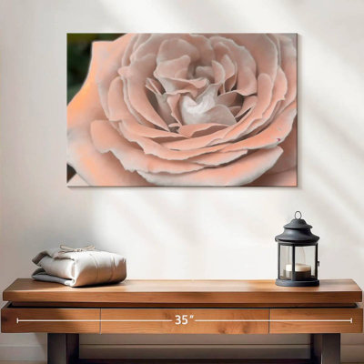 Soft Petal Rose