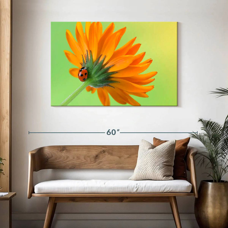 Fleur coccinelle grimpante, H 30 po x l 45 po