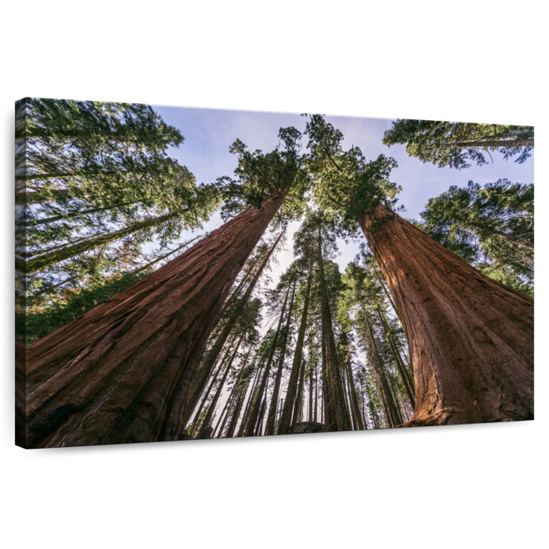 Sequoias From Below, 20" H x 30" W