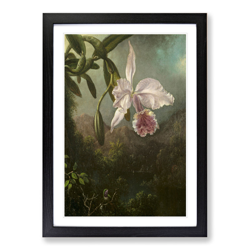 Orchid Blossoms by Martin Johnson Heade - Framed Print, 65cm H x 48cm W x 2cm D, Black Framed