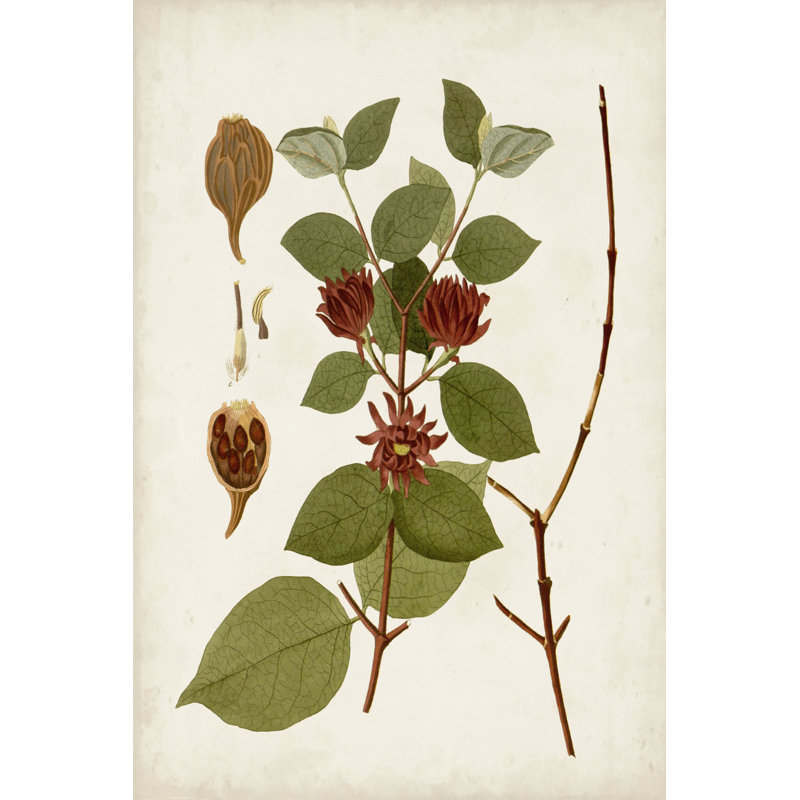 Antique Leaves II - Print on Canvas, 30 cm H x 20 cm W, Wrapped Canvas