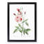 Pink Blush China Rose by Pierre-Joseph Redoute - Picture Frame Painting Print-55583709-55583704