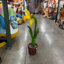 Statue de petit narcis en pot jaune