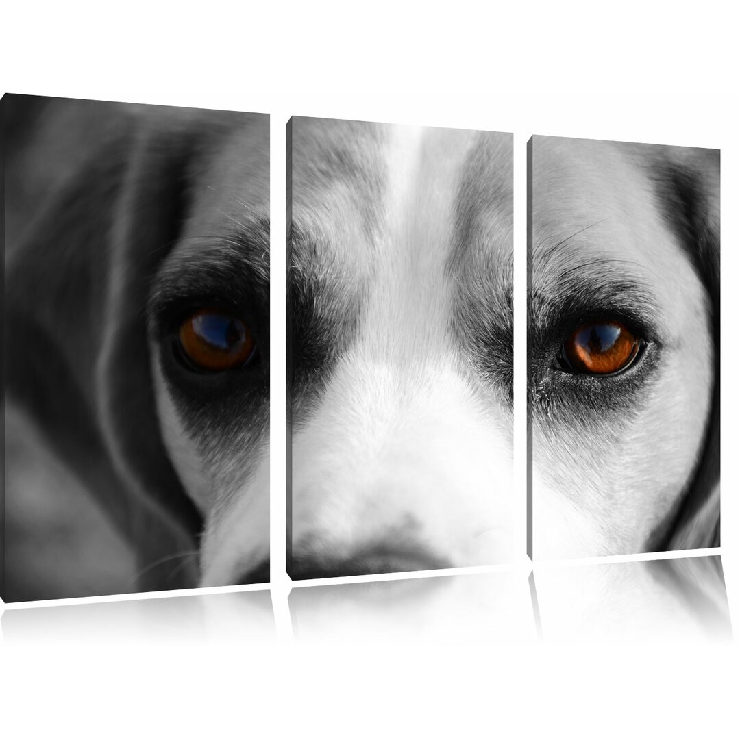 3-tlg. Leinwandbilder-Set Große treue Beagle-Augen, Fotodruck