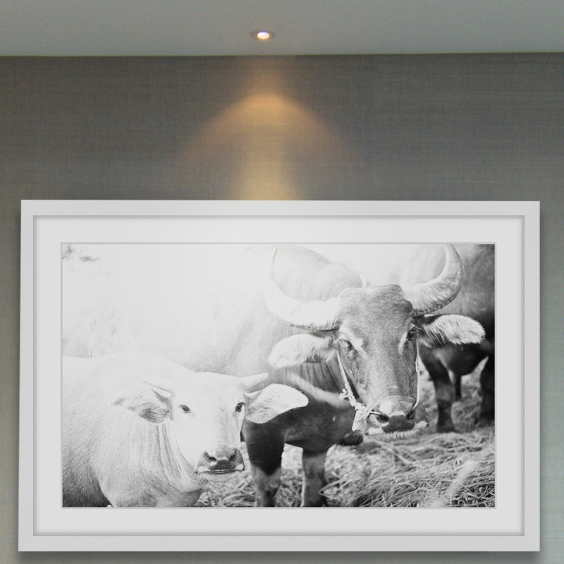 « bovin pair », reproduction de photo sur papier encadrée, H 20 po x l 30 po x P 1,5 po