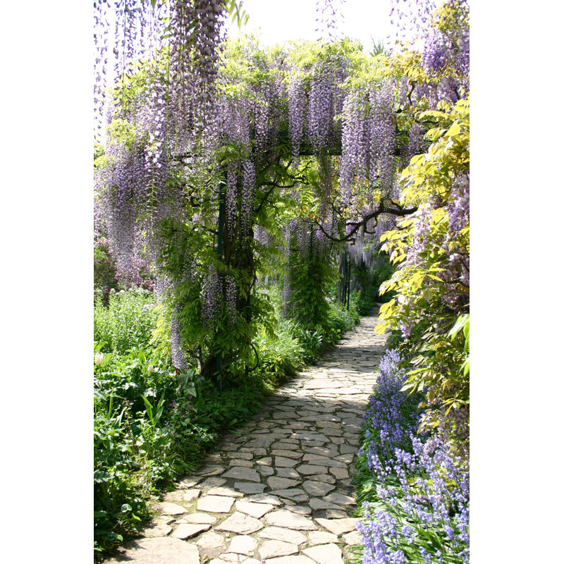 Wisteria 5 - Wrapped Canvas Print, 122cm H x 81cm W