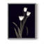 «Tulip Pose I», reproduction encadrée - bois massif-1836737288-1836737292