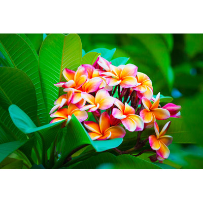 Fevzije Plumeria