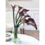 Arrangement de lys Calla violet prune