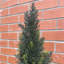 Artificial Cedar Cypress Confier Trees 120cm Faux Cedar Tree in Pot Liner