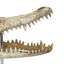 Tête de crocodile décorative, blanc os, résine brune, acrylique 13 po