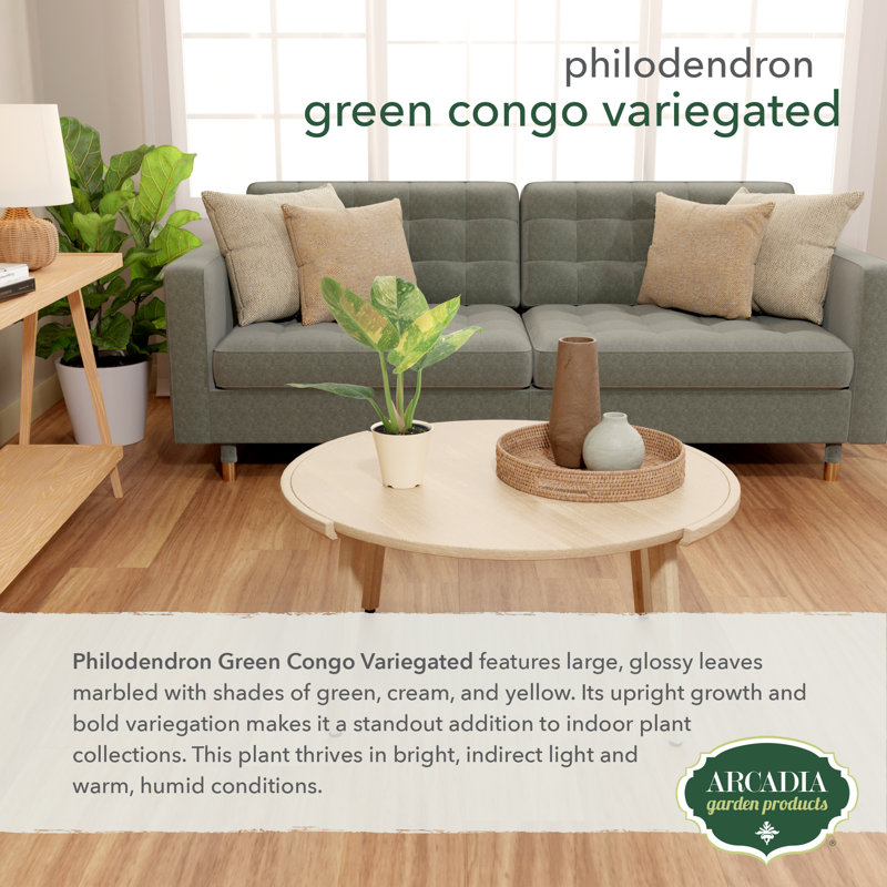 4" Philodendron Green Congo Variegated