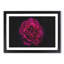 Fuscia Pink Carnation - Picture Frame Graphic Art Print-56713594-56713598