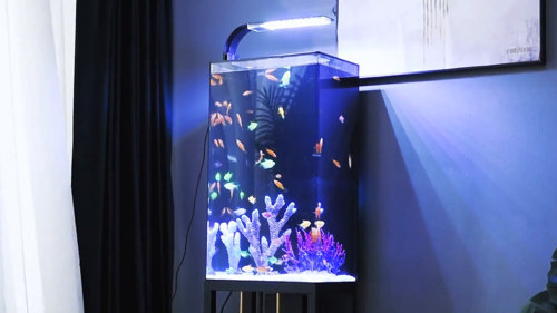 Tucker Murphy Pet™ Chardarius 12 Gallons Rectangle AquariumFish